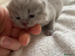 British Shorthair cats Lilac -cream girl BSH , TICA - Advert 1