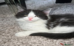Maine Coon cats for sale: Adorable Maine coons!!! - Image 2