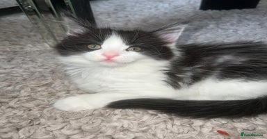 Maine Coon cats - Advert 5