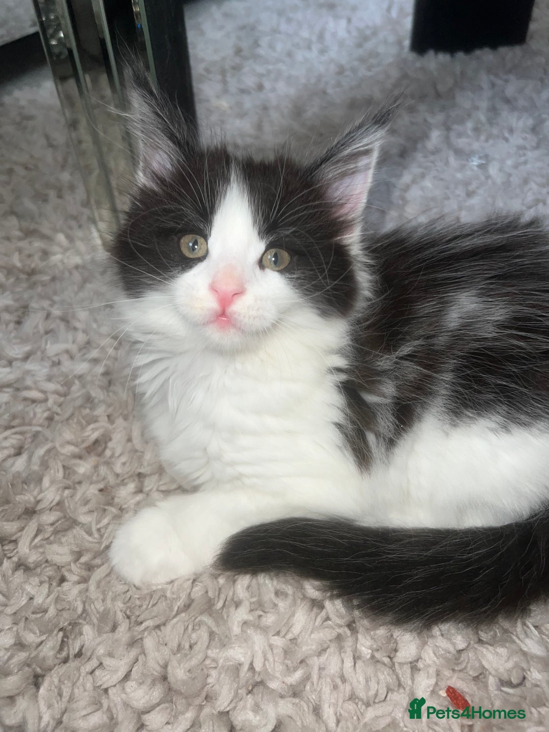 Maine Coon cats for sale: Adorable Maine coons!!! - Image 2