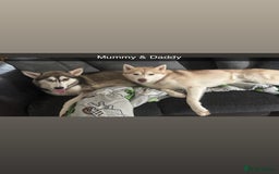 Siberian Husky dogs for sale: Beautiful husky puppies for sale   - Image 4