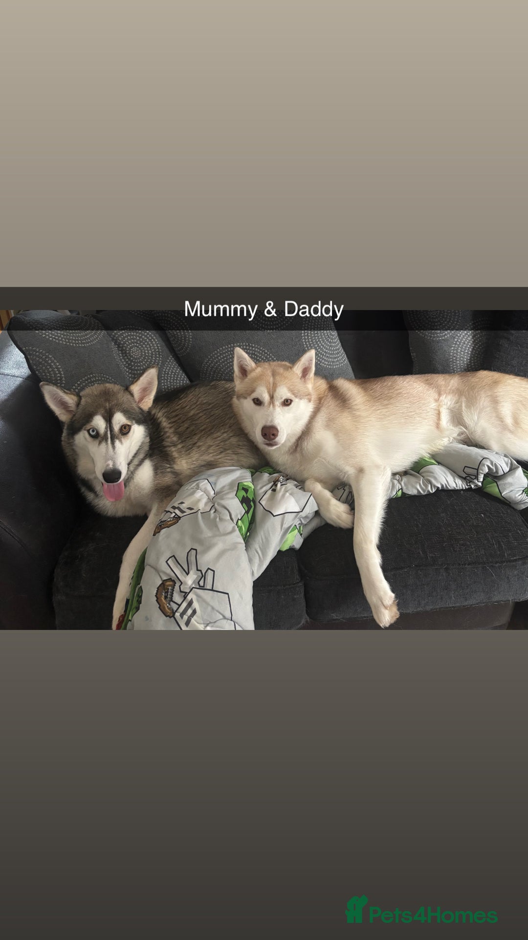 Siberian Husky dogs for sale: Beautiful husky puppies for sale   - Image 4