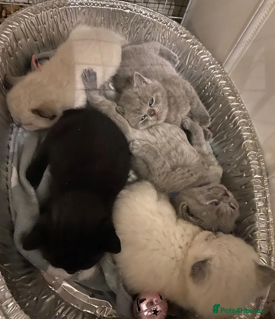 British Shorthair cats for stud: GCCF British Shorthair Blue&Chocolate Champions - Advert 18