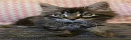 Maine Coon cats for sale: Gorgeous, sociable maine coon kittens  - Advert 11