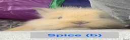 Lionhead rabbits for sale: Double Maned Lionheads Babies - Advert 24