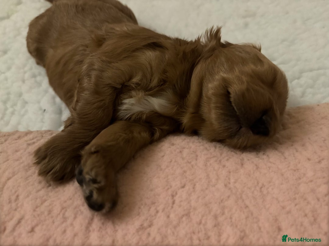 Australian Labradoodle dogs for sale: Australian Labradoodle  - Advert 3