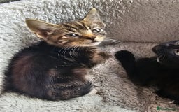 Mixed Breed cats for sale: Adorable kittens looking for their forever homes  - Image 14