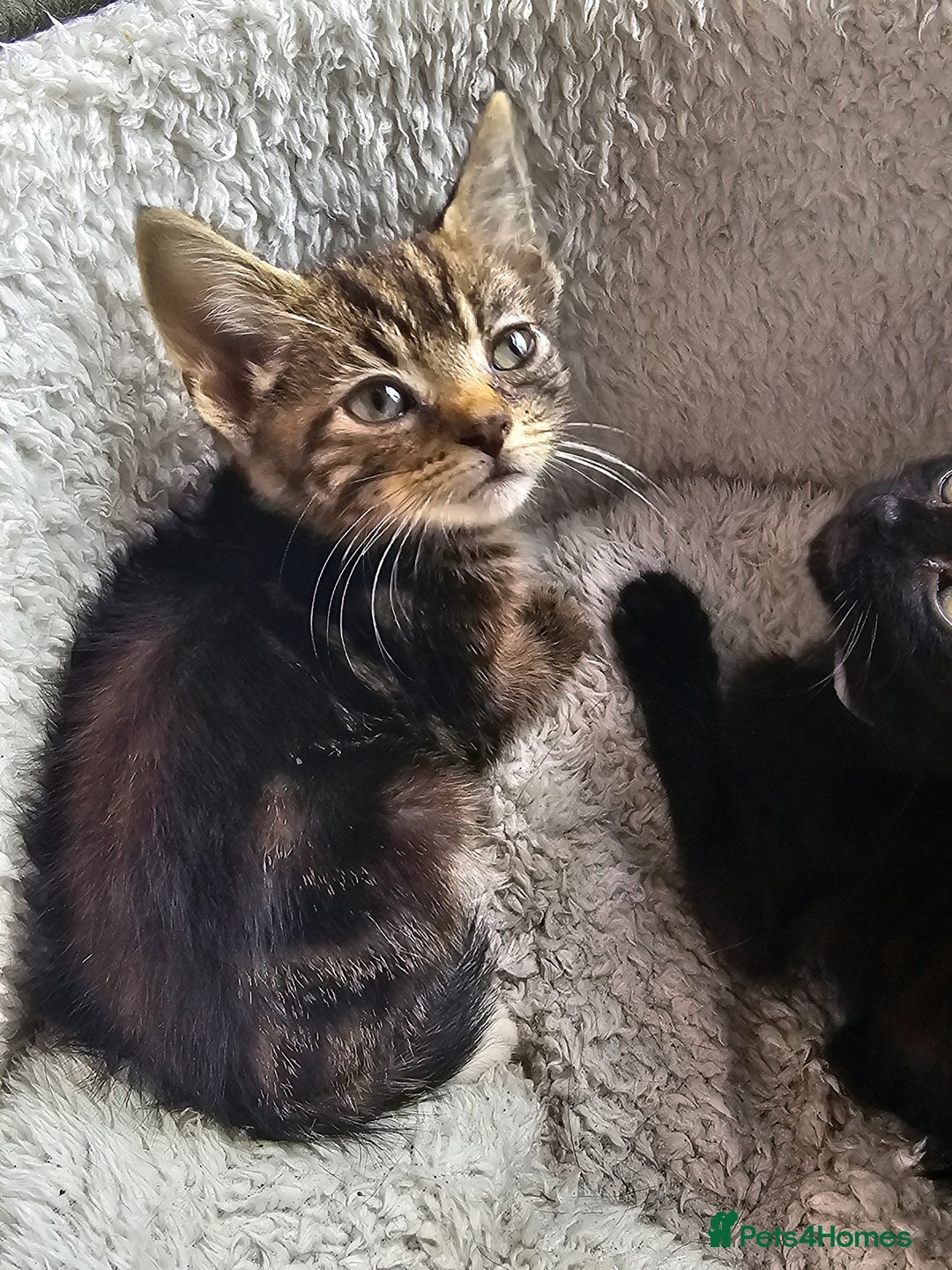 Mixed Breed cats for sale: Adorable kittens looking for their forever homes  - Image 14