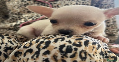 Chihuahua dogs - Advert 10