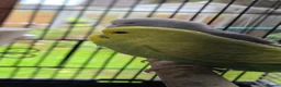 Budgerigars birds for sale: Gorgeous Baby Budgies - Advert 20