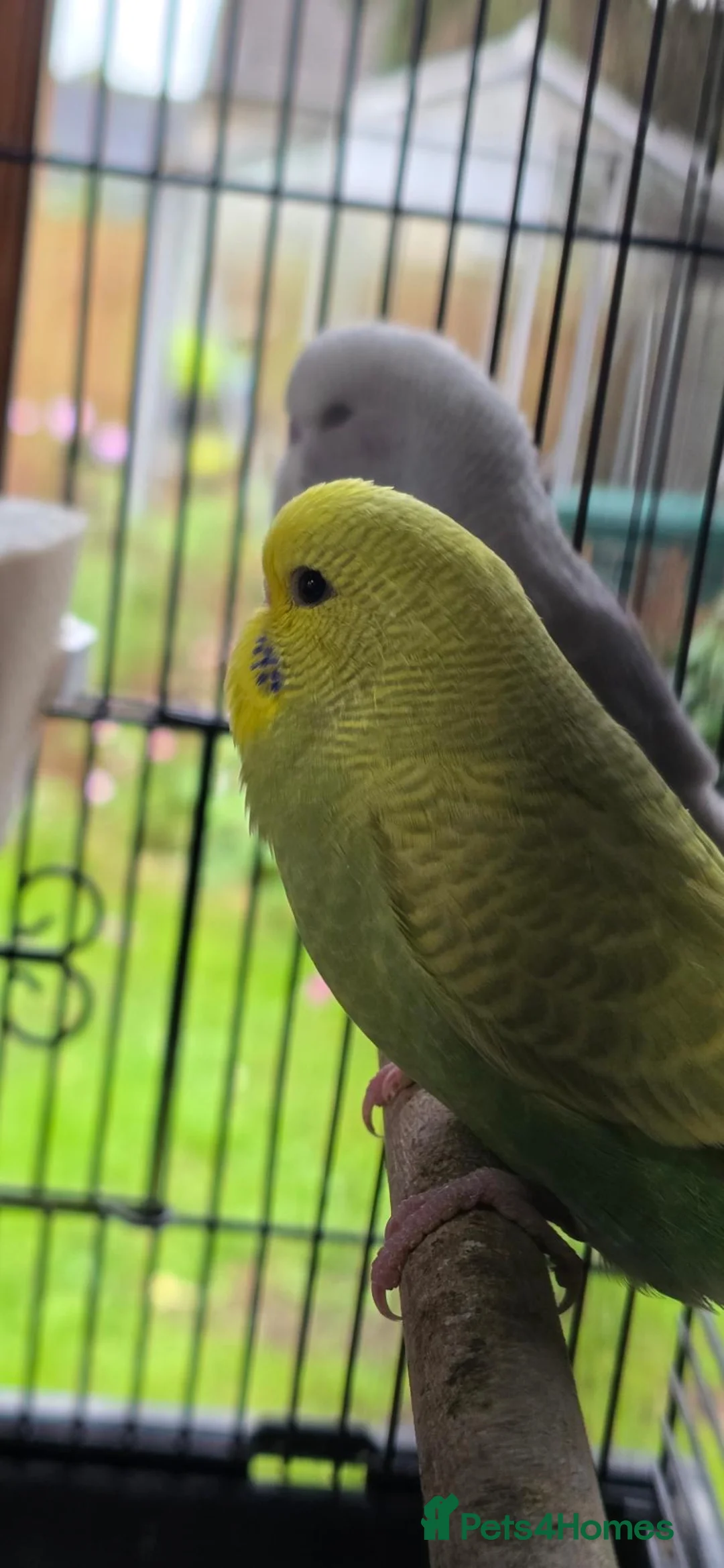Budgerigars birds for sale: Gorgeous Baby Budgies - Advert 20