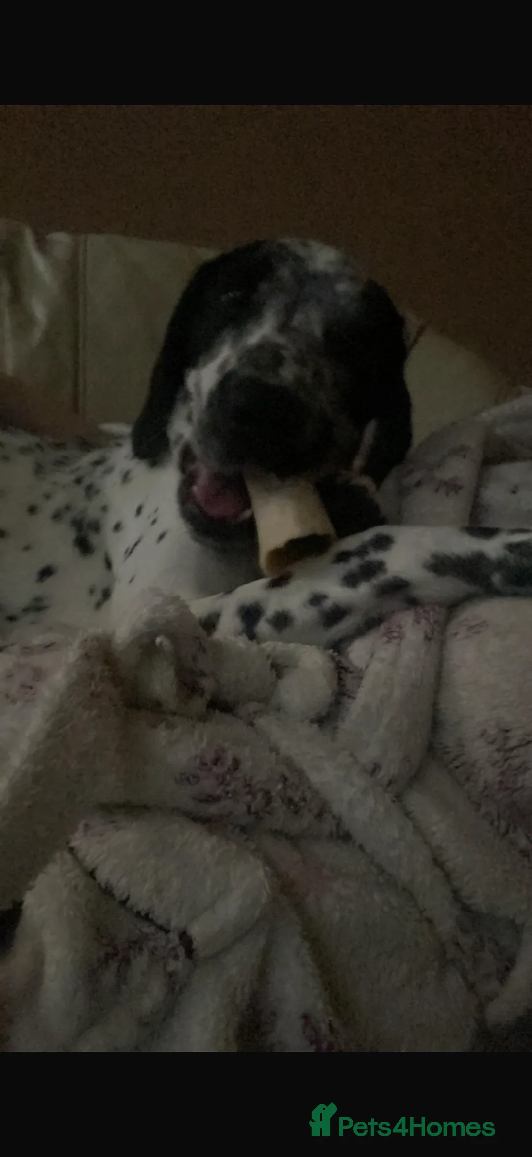 Mixed Breed dogs for sale: 9 month old dalmation x cocker spaniel - Advert 5