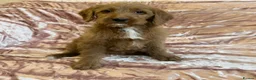 Goldendoodle dogs for sale: Beautiful doodles looking for forever homes - Advert 17