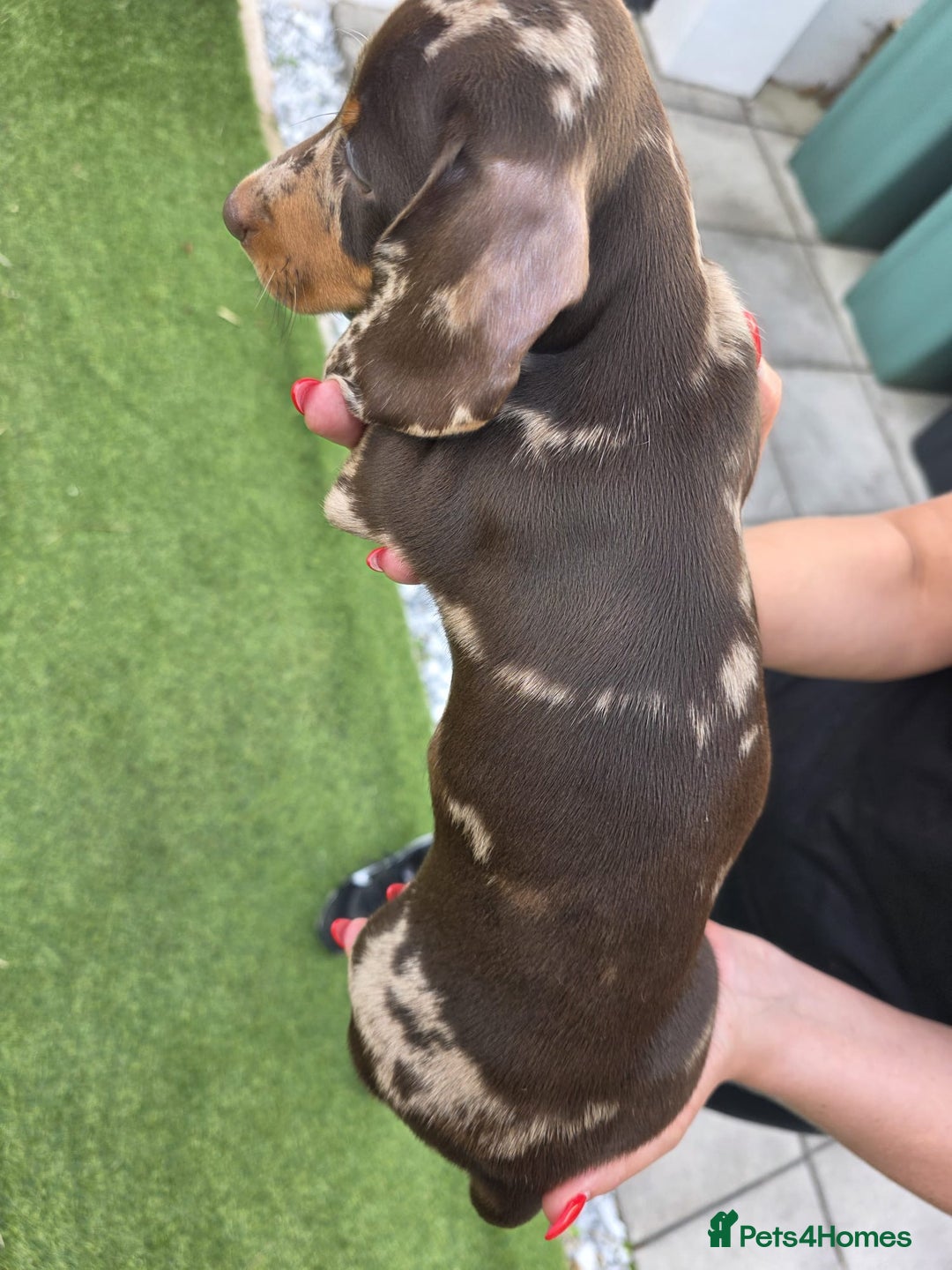 Dachshund dogs for sale: Beautiful piebald and dapple dachshund puppies  - Image 16