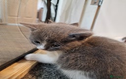 RagaMuffin cats for sale: 3 grey and white female kittens  - Image 25
