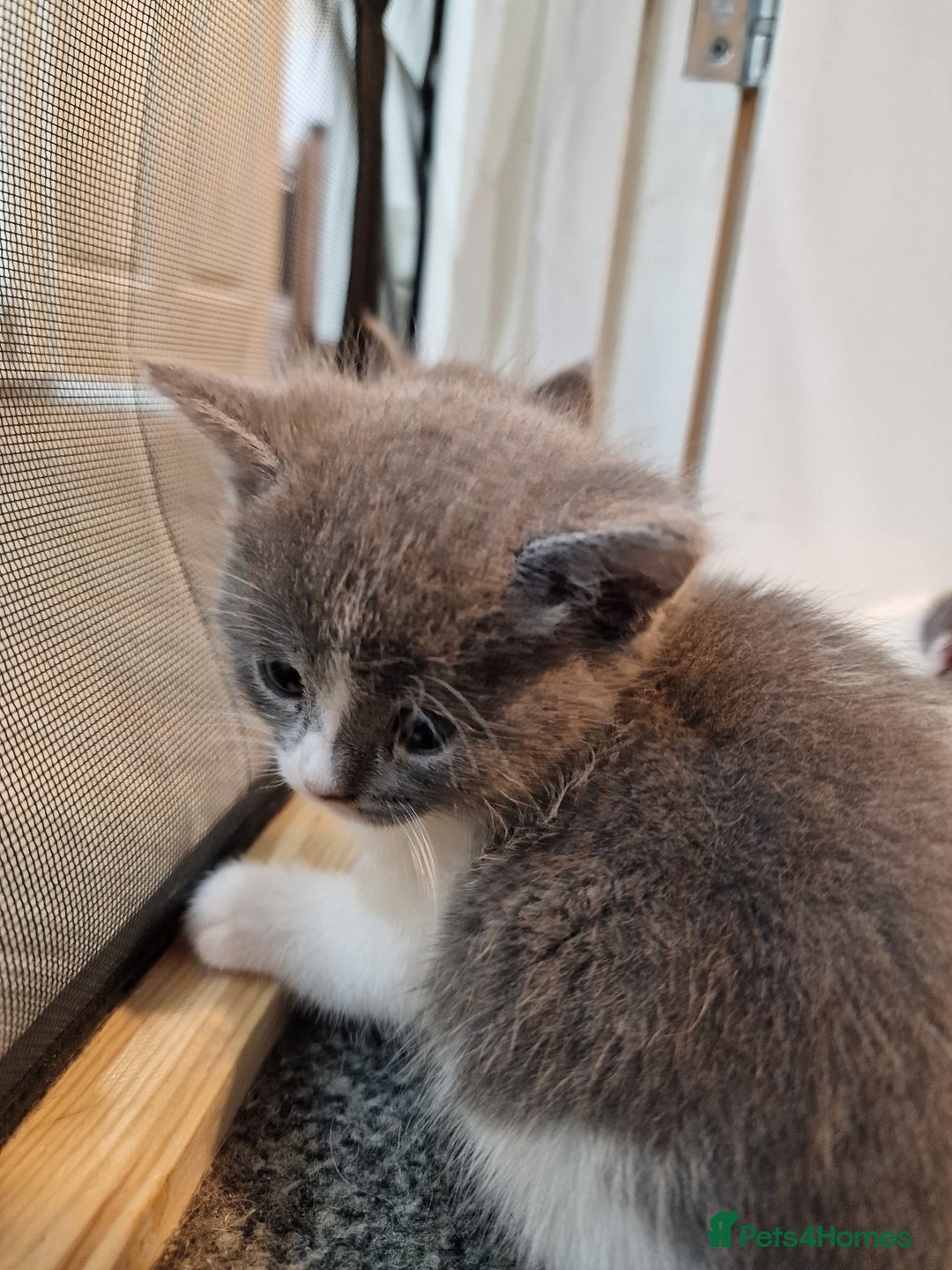 RagaMuffin cats for sale: 3 grey and white female kittens  - Image 25