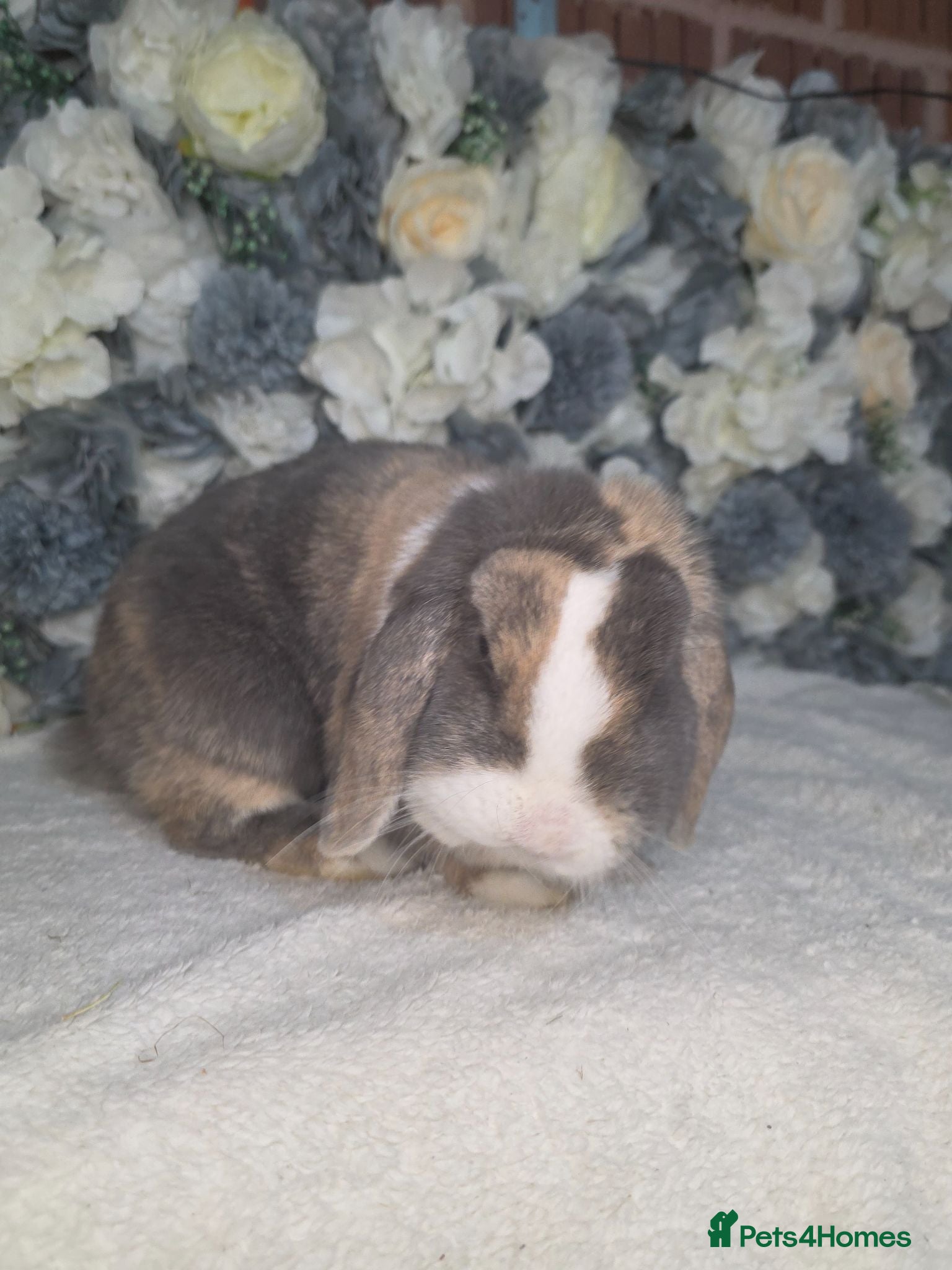 Mini Lop rabbits Blue harli doe needing retirement pet home  - Advert 2