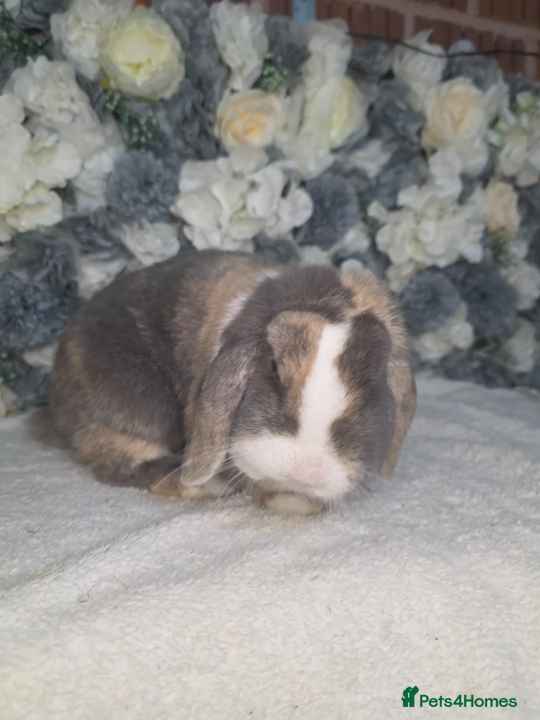 Mini Lop rabbits for sale: Blue harli doe needing retirement pet home  - Advert 2