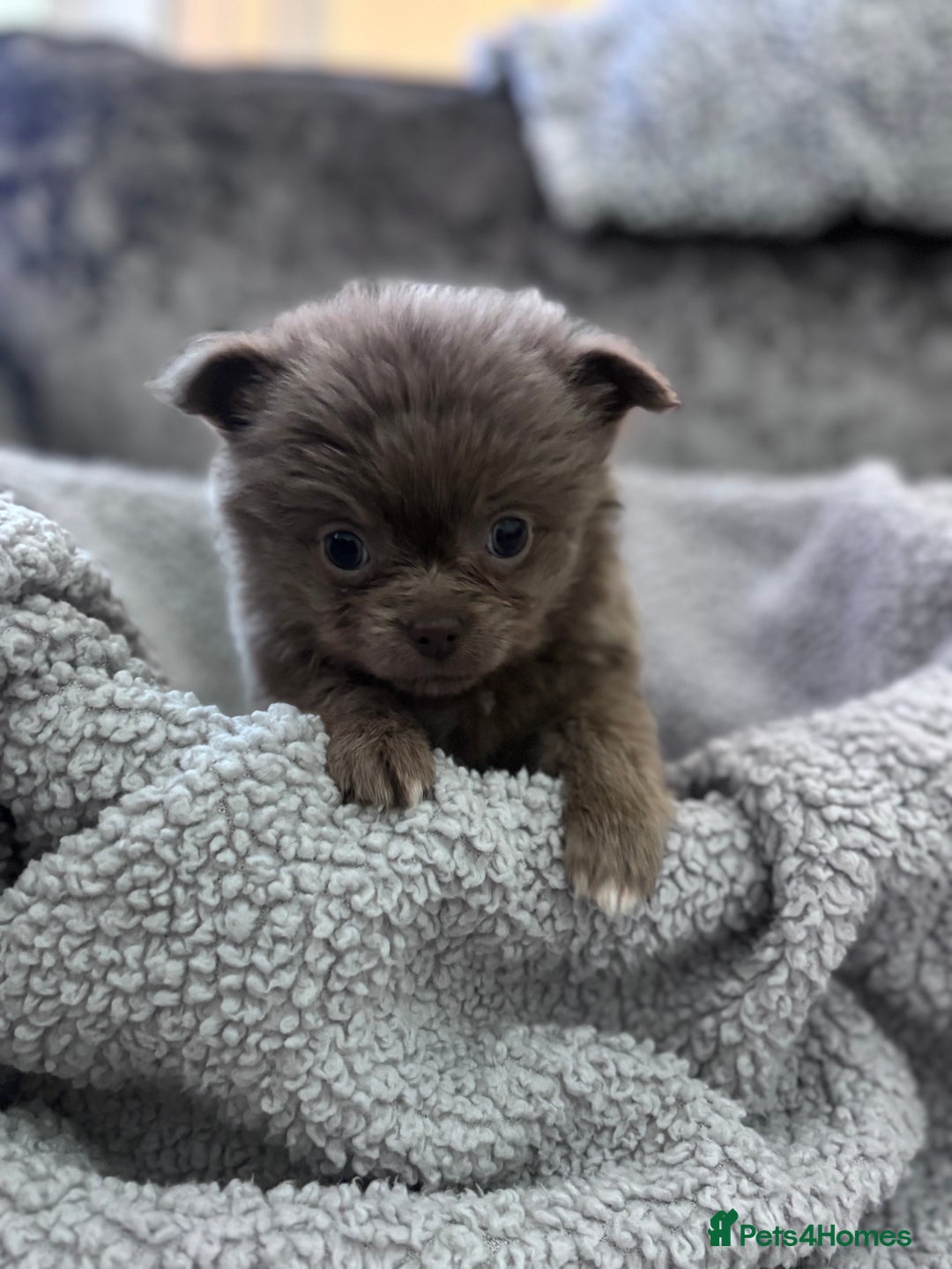 Chihuahua dogs for sale: KCREG Long/Shorthair chihuahua Champ/russian Lines - Advert 9