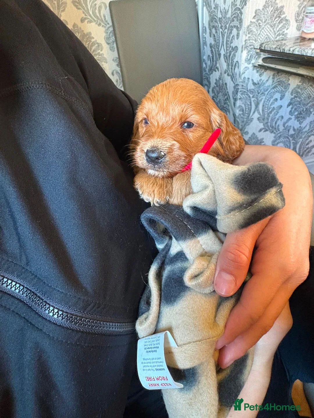 Mini Goldendoodle dogs for sale: Beautiful Miniature golden doodles  in Coventry - Advert 5