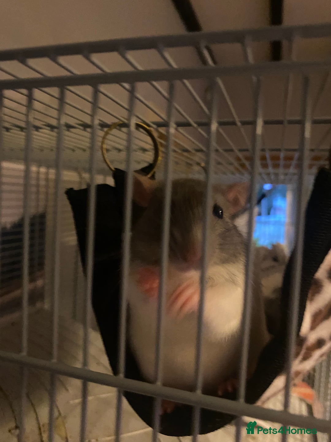 Rat rodents for sale: Solo Female Rat Rehoming - Advert 3