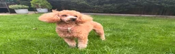 Toy Poodle dogs for sale: KC Registered Red Toy Poodle - Advert 8