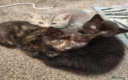 British Shorthair cats for sale: British shorthair kittens - Image 4