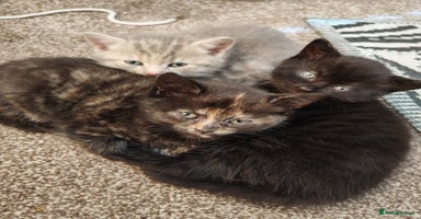 British Shorthair cats - Advert 4