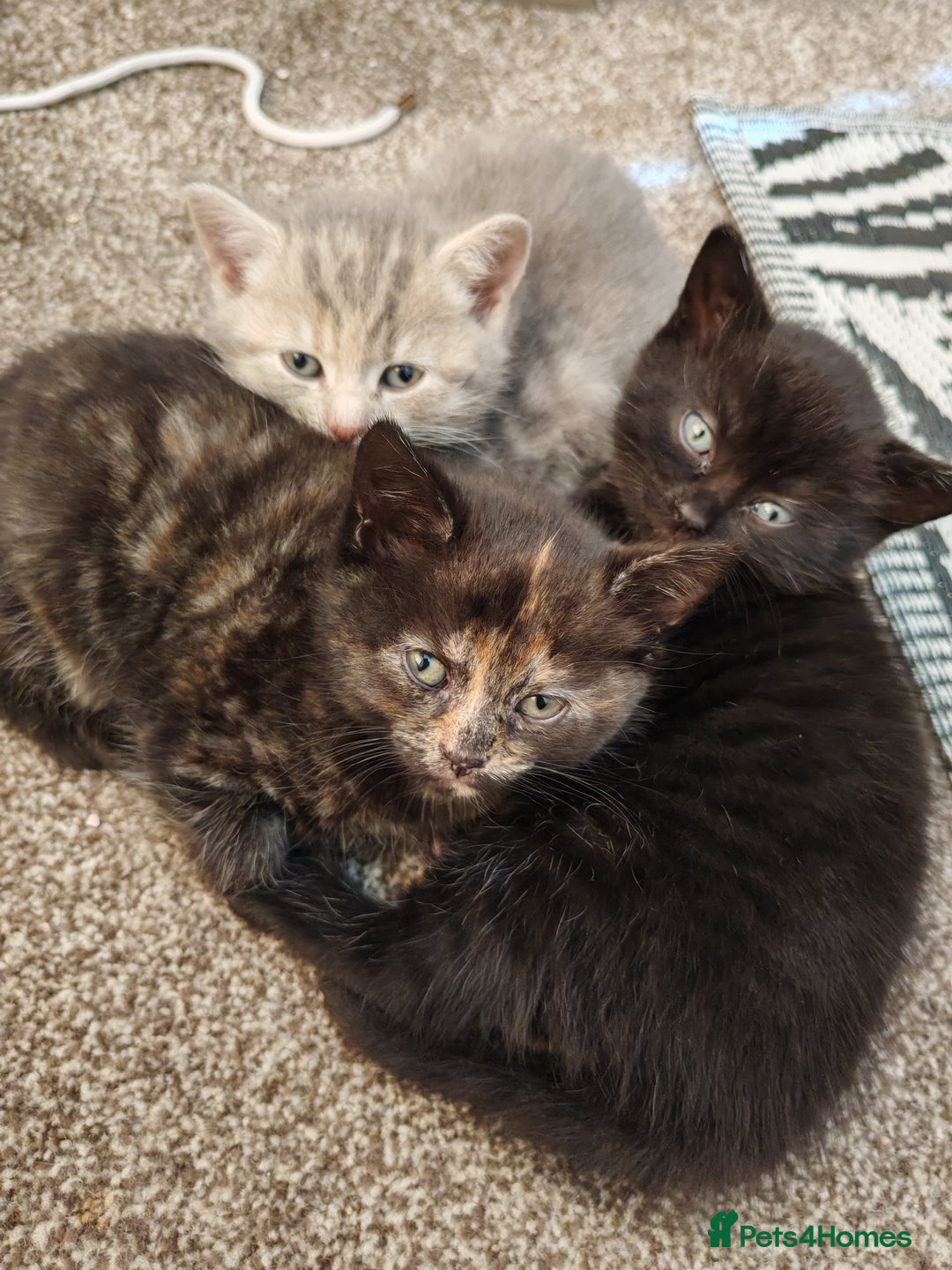 British Shorthair cats for sale: British shorthair kittens - Image 4