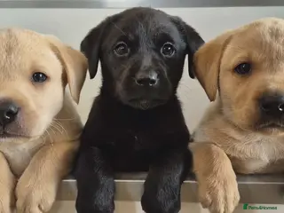 Labrador Retriever dogs KC Registered Working Labrador pups - Advert 8