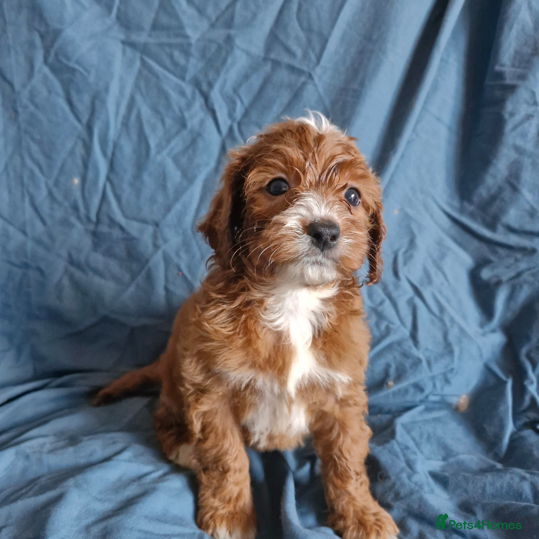 Cavapoo dogs Cavapoo puppies  - Advert 1