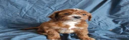 Cavapoo dogs for sale: Cavapoo puppies  - Advert 1