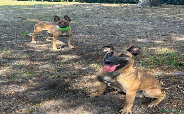 Belgian Shepherd Dog dogs - Advert 1