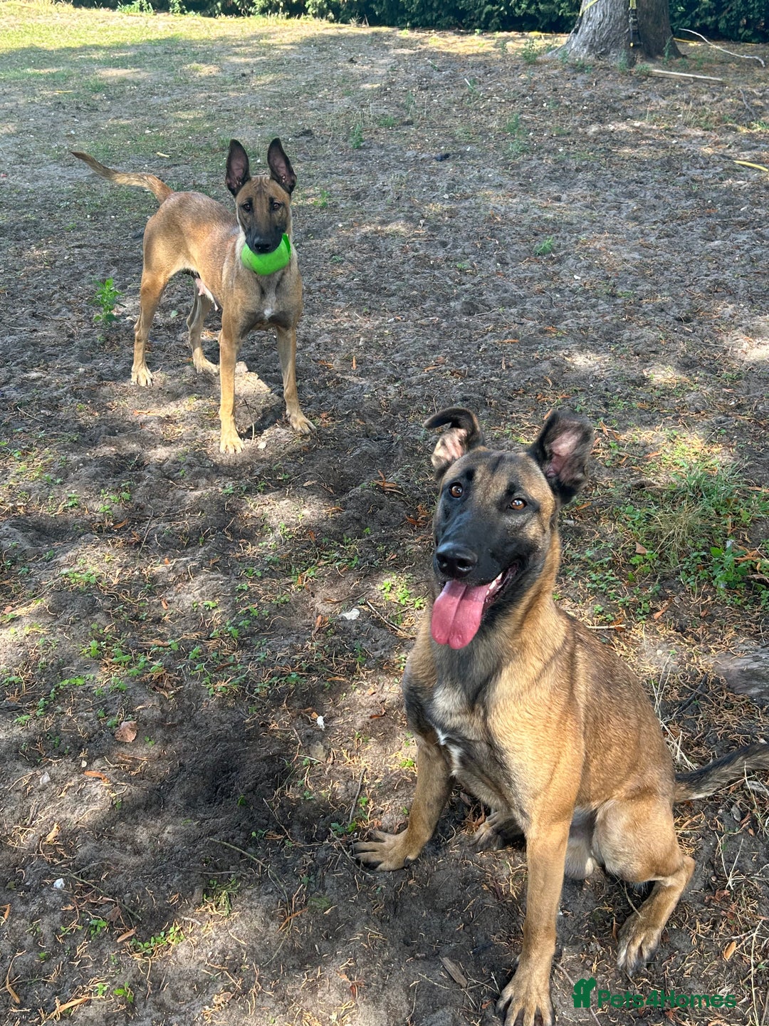 Belgian Shepherd Dog dogs for sale: Dutch Herder X Belgian Malinois pups for sale - Image 1