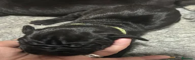 Green Collar 