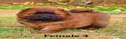 Chow Chow dogs for sale: Crufts and European champions litter  - Advert 7