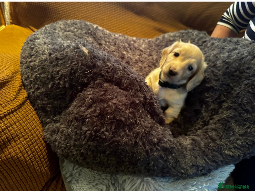 Miniature Dachshund dogs for sale: English cream dachshund  - Advert 3