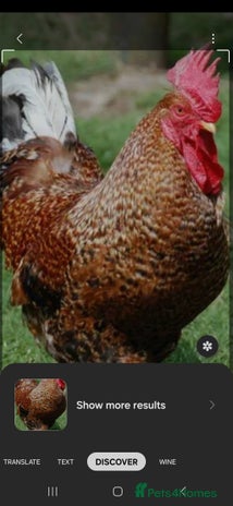 Chickens poultry - Advert 19