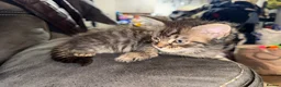 Maine Coon cats for sale: Stunning Maine Coon X Kittens Needing New Homes! - Advert 24