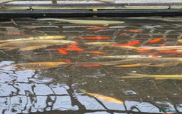 Koi Carp fish for sale: Koi/pond fish - Image 8