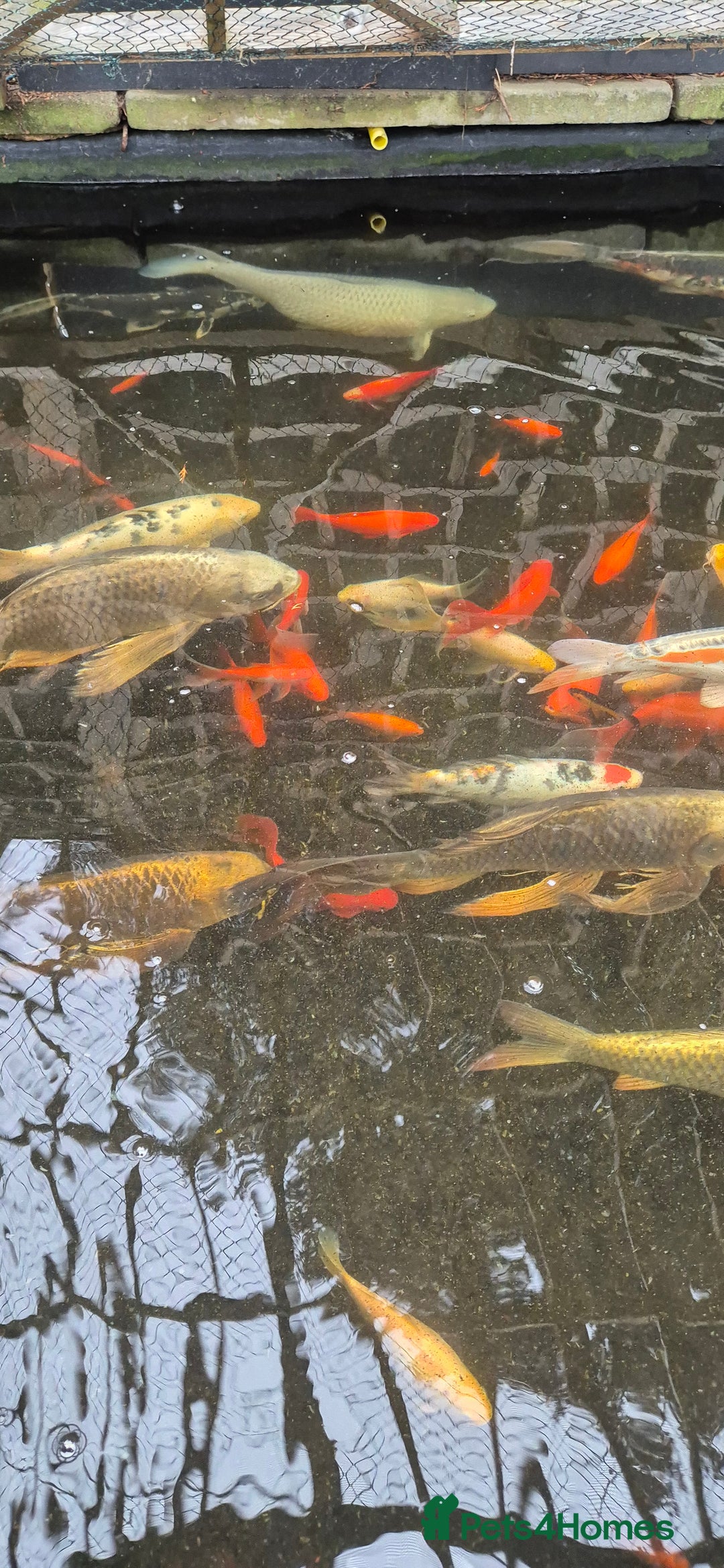 Koi Carp fish for sale: Koi/pond fish - Image 8