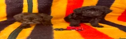 Jackapoo dogs for sale: Beautiful Jackapoo Puppies – Ready Now - Advert 8