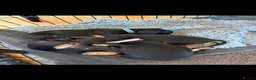 Miniature Dachshund dogs for sale: Miniature Dachshund puppies for sale in Alexandria - Advert 9