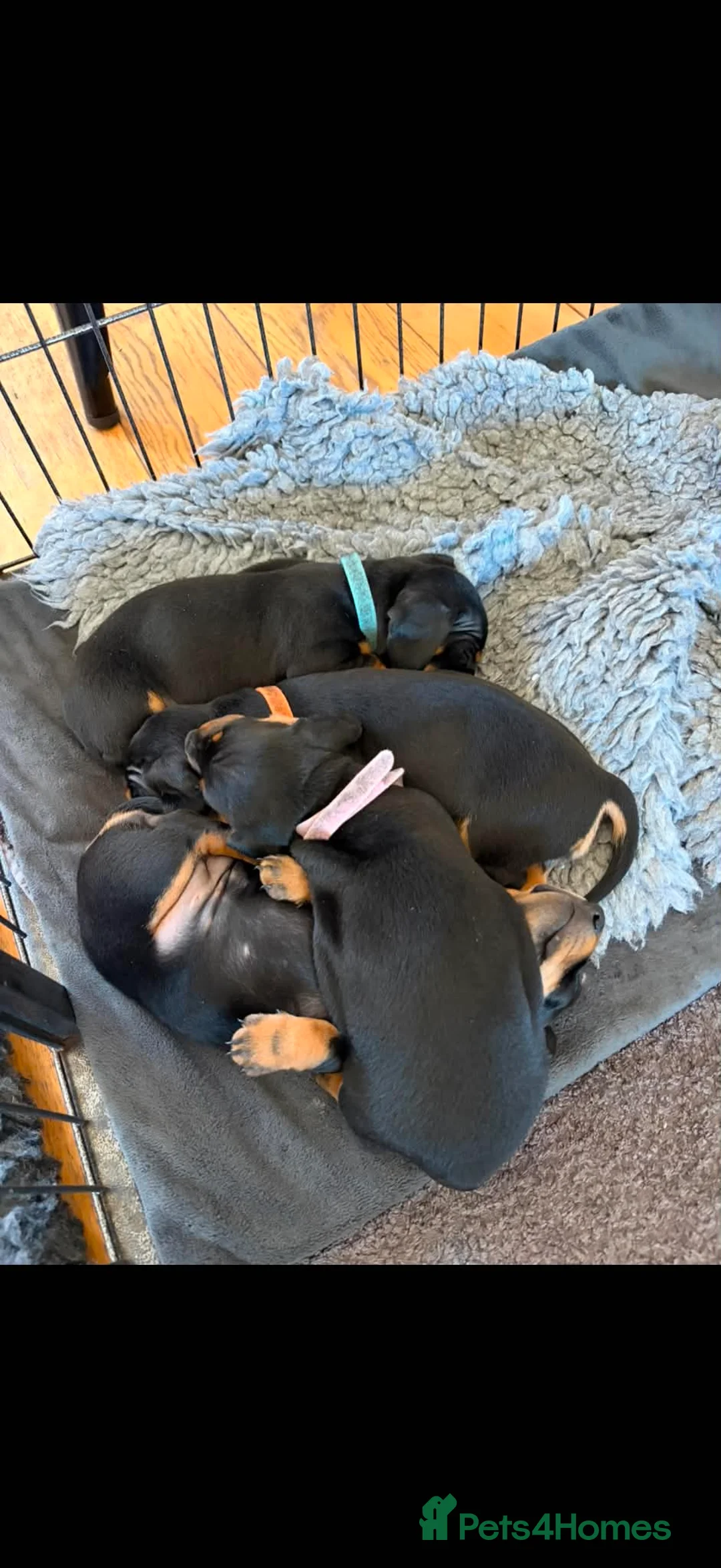 Miniature Dachshund dogs for sale: Miniature Dachshund puppies for sale in Alexandria - Advert 9