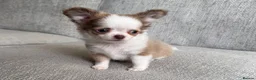 Chihuahua dogs for sale: **PRICE REDUCTION** 🐾🩶 READY TO GO LAST TINY BOY - Advert 16