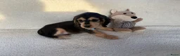 Cocker Spaniel dogs for sale: Show type cocker spaniels in Ipswich - Advert 10