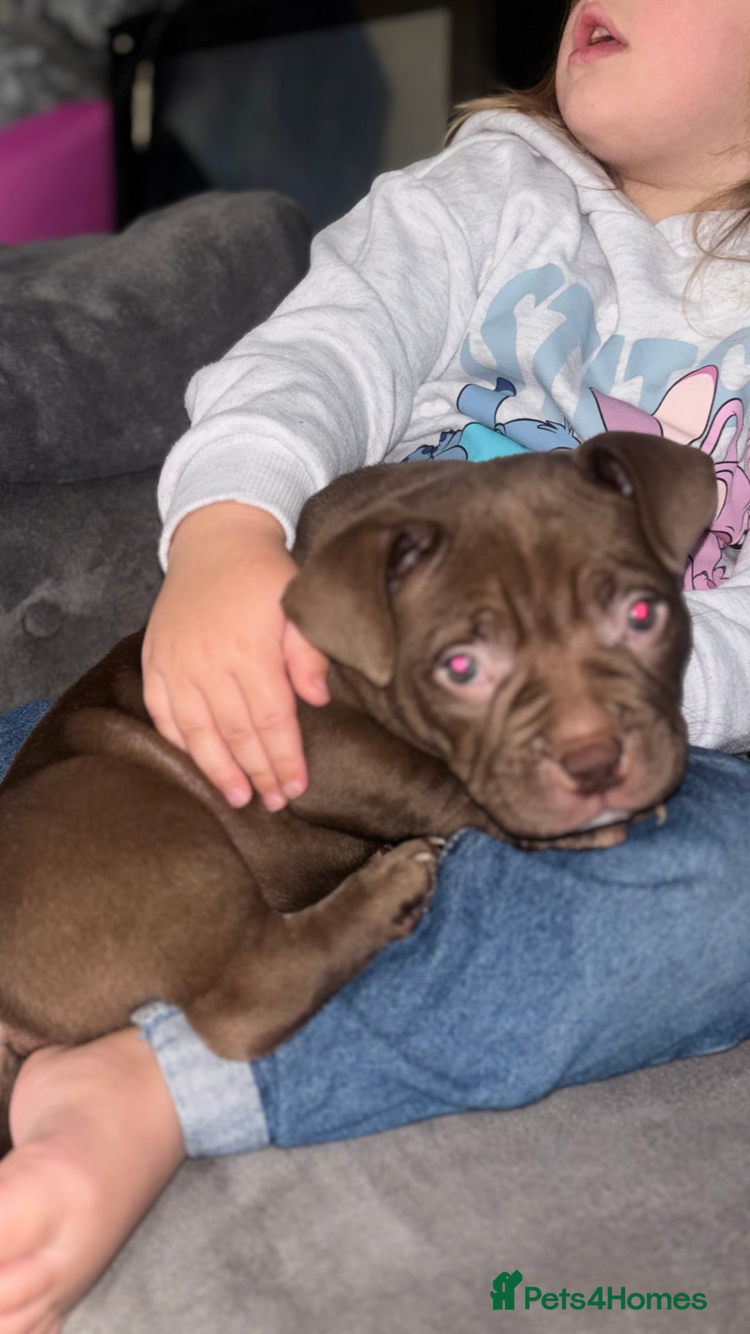 American Bully dogs for sale: Pocket bully pups ready too leave 11th dec - Advert 9