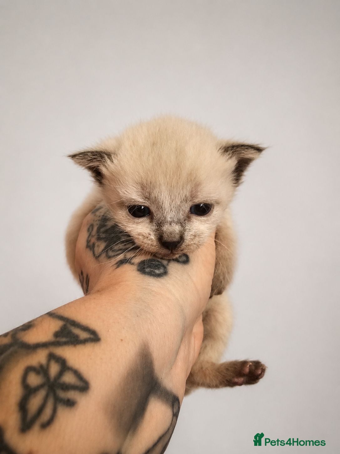 Mixed Breed cats Snowshoe/burmese  - Advert 1