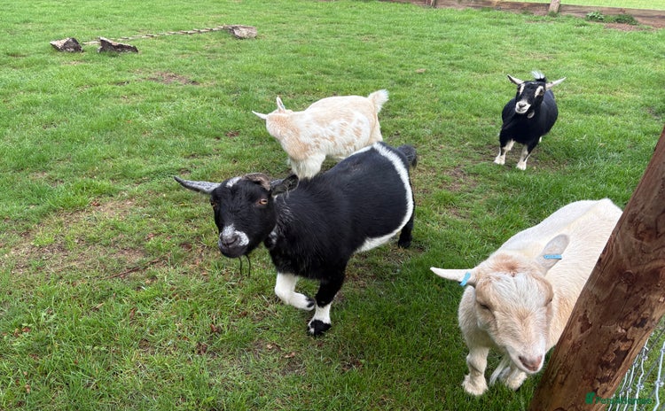 Goats livestock - Advert 2