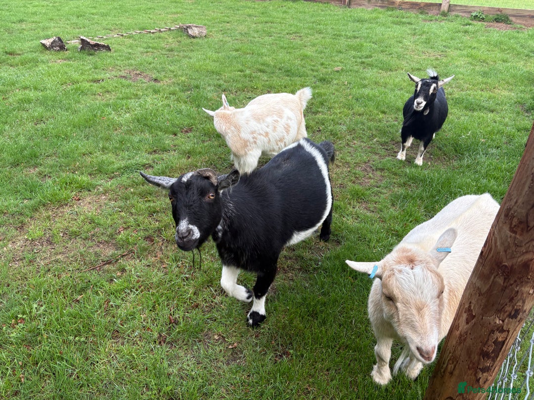 Goats livestock for sale: 4x Pygmy Goats for sale, 2 Nanny’s and 2 Wether’s - Image 1
